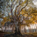 Anxiety treatment Singapore, healing journey, existential therapy, Singapore nature, peaceful path