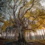 Anxiety treatment Singapore, healing journey, existential therapy, Singapore nature, peaceful path