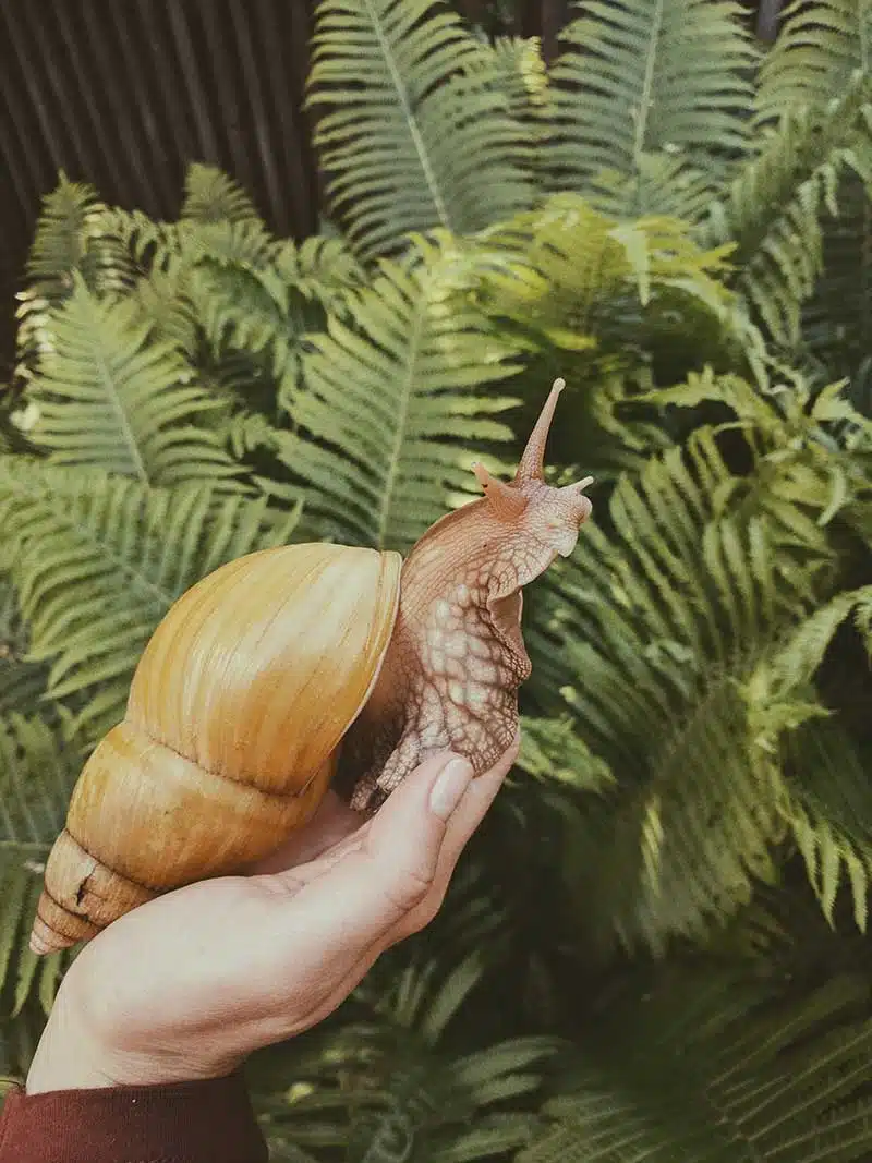 Snail in hand