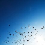 Birds flying across an open sky represent freedom, perspective, and the human search for purpose and meaning in life