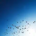 Birds flying across an open sky represent freedom, perspective, and the human search for purpose and meaning in life