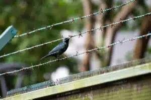 Bird on Barbed Wire