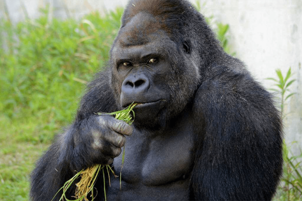 Gorilla Eating a Grass