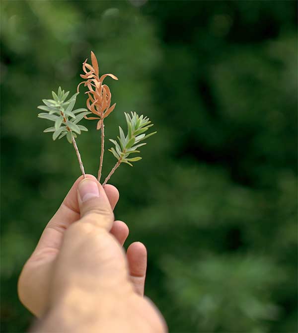 Thamnosma socotrana plant