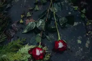Two roses in winter, symbolising love and resilience, emotional healing, marriage counselling Singapore