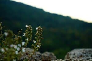Two flowers blooming together, symbolising love and growth, marriage counselling and couples therapy Singapore