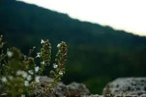 Anxiety counselling Singapore, growth through challenges, Singapore therapy, resilience, natural healing
