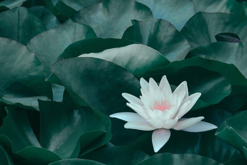 White lotus flower surrounded by green leaves, representing calm, mindfulness, and healing in anxiety therapy