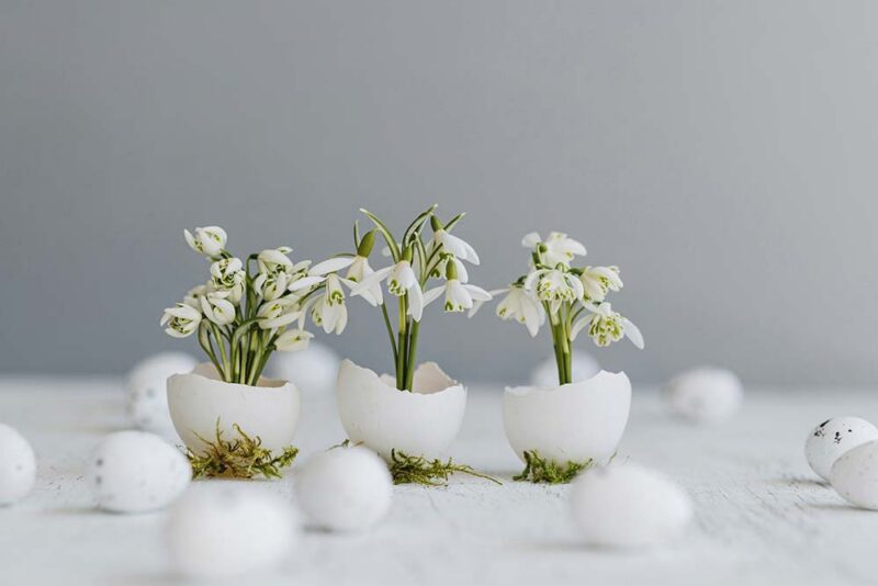 White snowdrop flowers growing out of three cracked eggshells resting on moss.