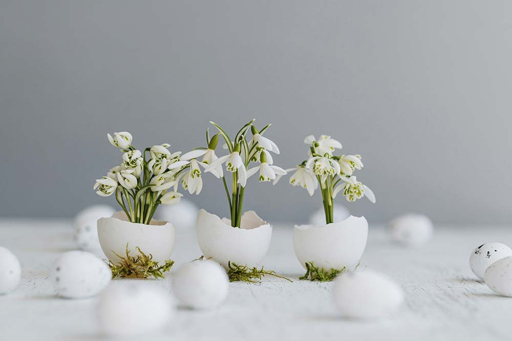White snowdrop flowers growing out of three cracked eggshells resting on moss.