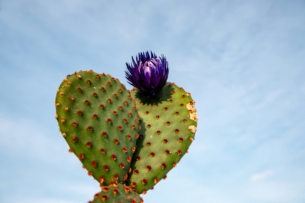 heart shaped cactus pad with a purple flower