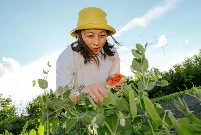 woman in yellow hat inspecting pea plants in garden