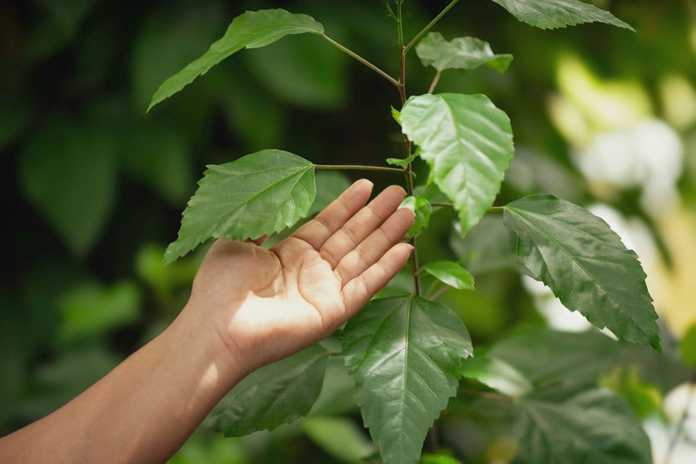 A hand gently touching fresh green leaves