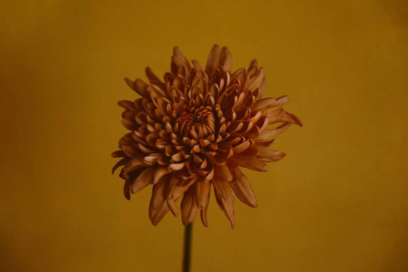 Brown chrysanthemum flower