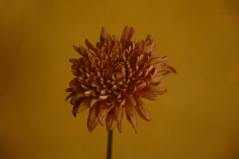 Brown chrysanthemum flower