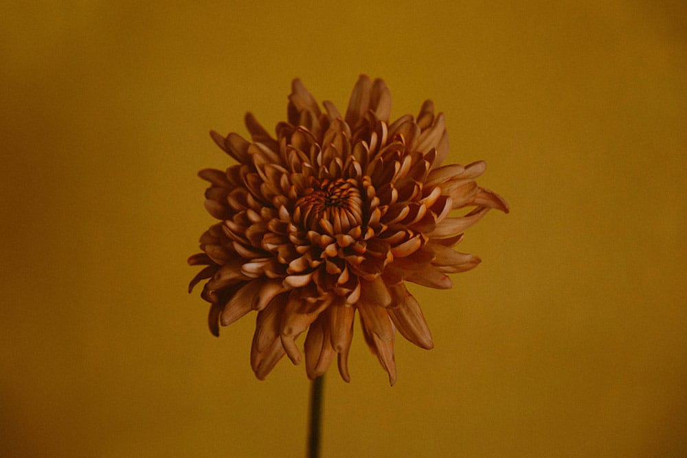 Brown chrysanthemum flower